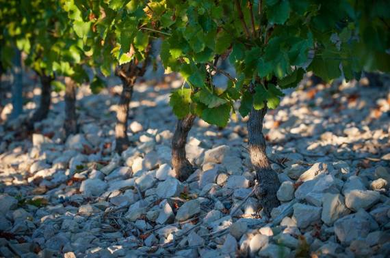 10402701_1431127987153324_4734264241487441400_n