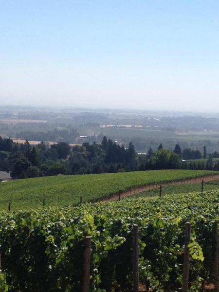 Purple Hands Vineyard