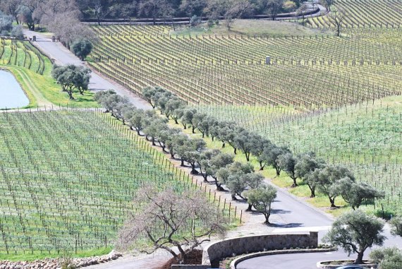 482770_483664058356015_786507295_n