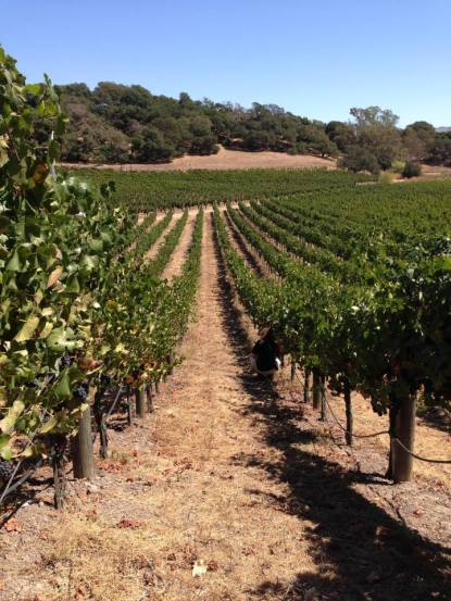 Pinot Noir rows in Carneros