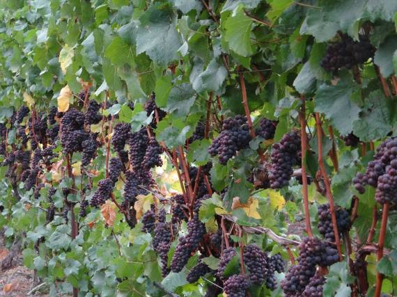 Van Duzer pinot grapes